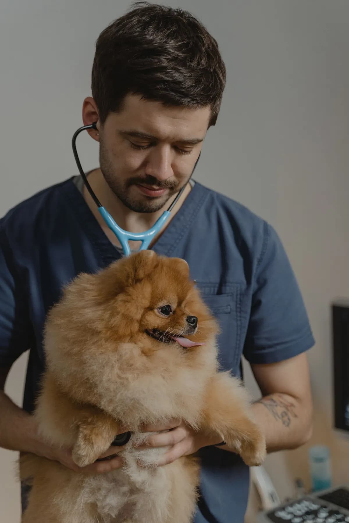 Boynunda stetoskop bulunan veteriner hekim kucağında küçük bir Pomeranyan köpek tutuyor