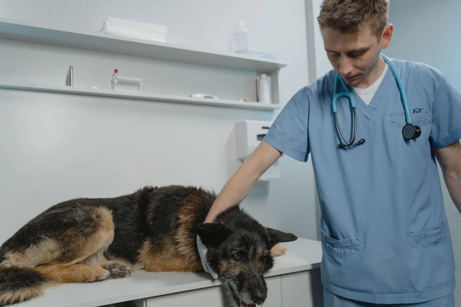 Mavi önlüklü veteriner hekim muayene masasında yatan Alman çoban köpeğini seviyor